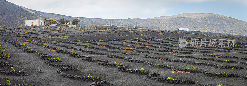 La Geria火山葡萄酒谷